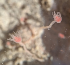 Ectopleura marina