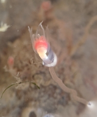 Ectopleura marina