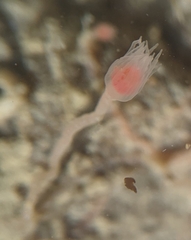 Ectopleura marina