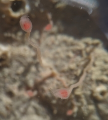Ectopleura marina