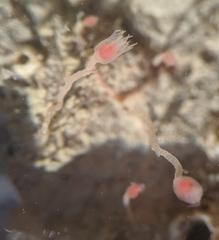 Ectopleura marina