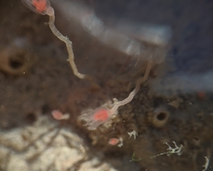 Ectopleura marina