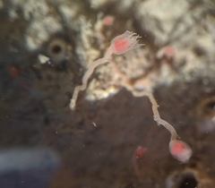Ectopleura marina