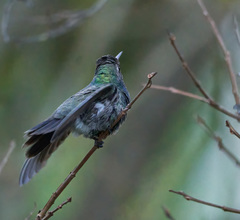 Cynanthus latirostris