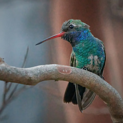 Cynanthus latirostris