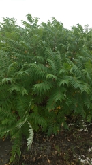 Rhus typhina
