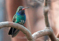 Cynanthus latirostris