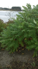 Rhus typhina