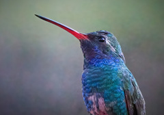 Cynanthus latirostris