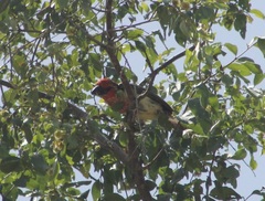 Lybius vieilloti