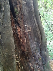 Elaeocarpus dentatus