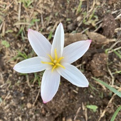 Zephyranthes fosteri