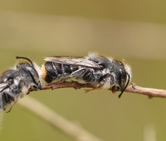 Megachile ferox