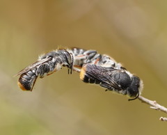 Megachile ferox