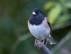 Junco hyemalis