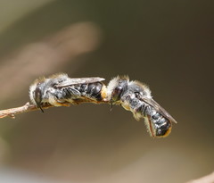 Megachile ferox