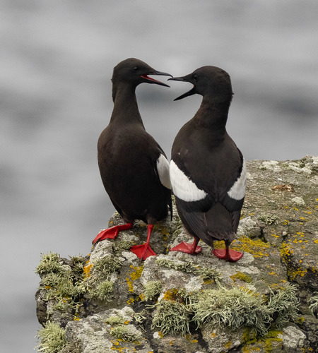 Black Guillemot