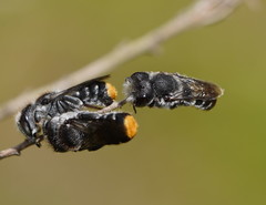 Megachile ferox
