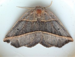 Metanema determinata