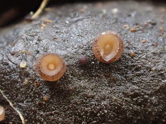 Pseudombrophila cervaria