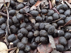 Pseudombrophila cervaria