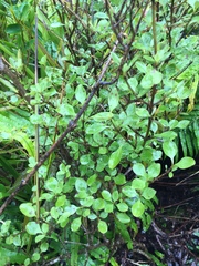 Coprosma foetidissima