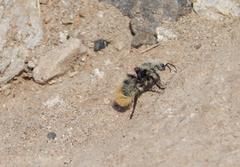Dasymutilla magna