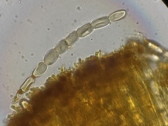 Pseudombrophila cervaria