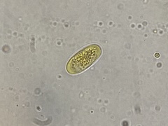 Pseudombrophila cervaria