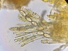 Pseudombrophila cervaria