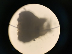 Pseudombrophila cervaria