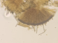 Pseudombrophila cervaria