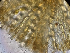 Pseudombrophila cervaria