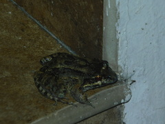 Leptodactylus labrosus