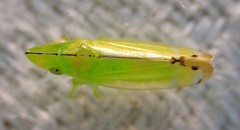 Australnirvana adelaideae