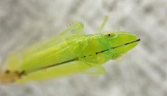 Australnirvana adelaideae