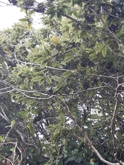 Pittosporum eugenioides