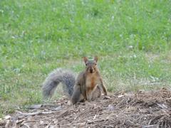 Sciurus carolinensis