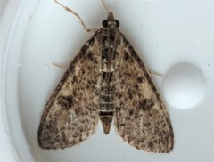Palpita aenescentalis