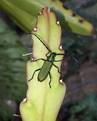 Aglaoschema ventrale