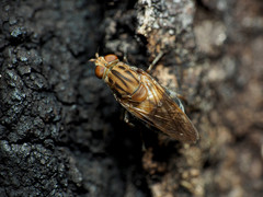 Brachyopa vacua