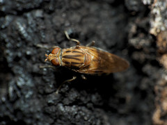 Brachyopa vacua