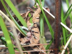 Hortensia similis image