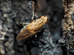 Brachyopa vacua