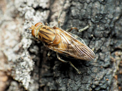 Brachyopa vacua