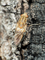 Brachyopa vacua