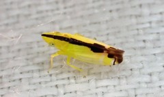 Australnirvana adelaideae