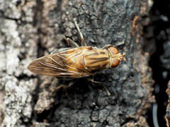 Brachyopa vacua