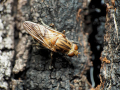 Brachyopa vacua