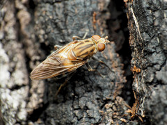 Brachyopa vacua